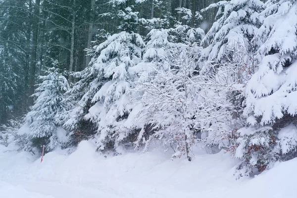 Beau Paysage Hiver Arbres Enneigés Col Montagne Chutes Neige Dans — Photo