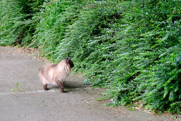 Gato Vadio Adulto Cor Siamesa Caminha Livre Olha Para Arbustos — Fotografia de Stock
