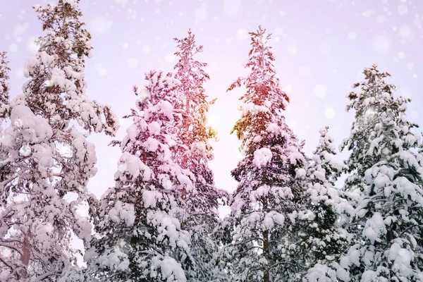 Snow Covered Fluffy Fir Trees Spruce Snow Beautiful Winter Landscape — 图库照片