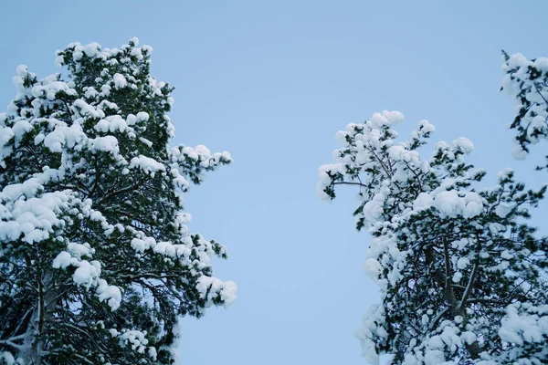 Snow Covered Fluffy Fir Trees Spruce Snow Beautiful Winter Landscape — Photo