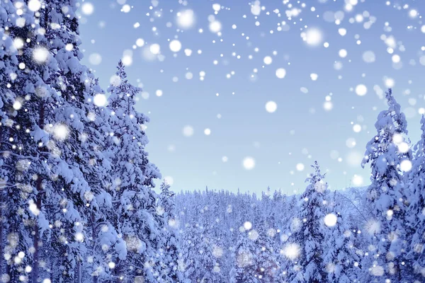 Snow Covered Fluffy Fir Trees Spruce Snow Beautiful Winter Landscape — Stok fotoğraf