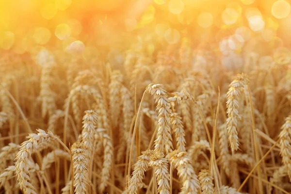 Golden Ripe Ears Wheat Warm Rays Sun Close Checking Quality — Foto de Stock