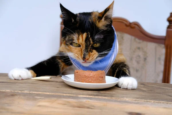 Portrait Disgruntled Brown Tricolor Adult Domestic Cat Eating Delicious Food — 스톡 사진