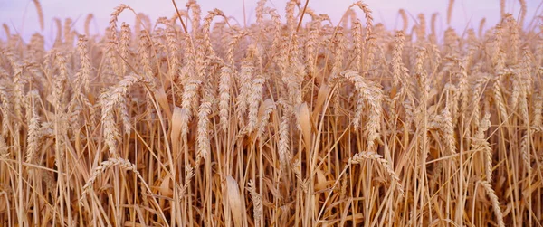 Golden Ripe Ears Wheat Warm Rays Sun Close Checking Quality – stockfoto