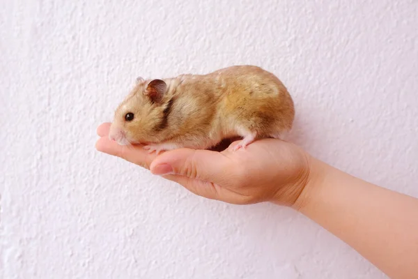 Close Portrait Beautiful Well Fed Brown Domestic Cute Hamster Stuffed — Stock fotografie