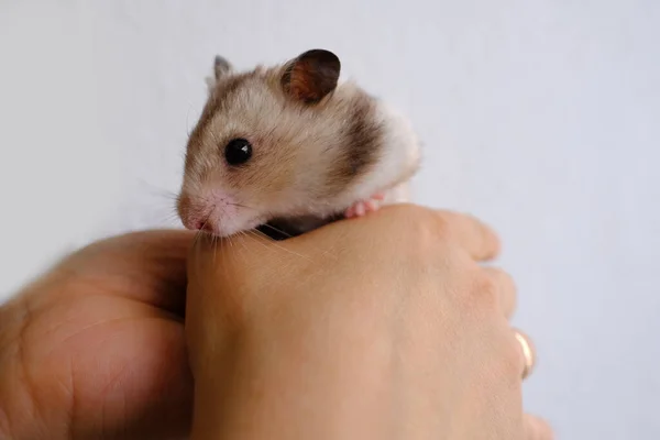 Close Portrait Beautiful Well Fed Brown Domestic Cute Hamster Stuffed — Stock fotografie