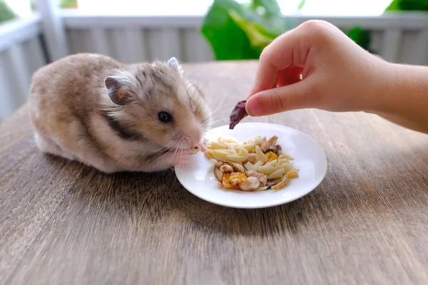 Close Child Feeds Beautiful Brown Domestic Cute Hamster Eating Delicious — Stock Photo, Image