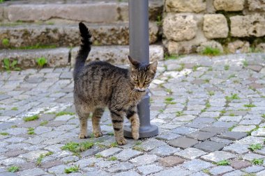 Metal direğe yaslanmış genç kedinin rengi, dört ayaklı hayvanların hayatta kalma kavramı, şehirde terk edilmiş hayvanlar, kedilerin kısırlaştırılması ve tedavi edilmesi, evcil hayvan barınakları.