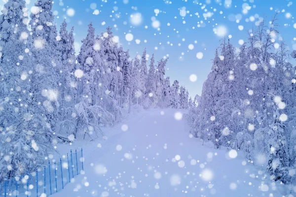 Snow Covered Fluffy Fir Trees Spruce Snow Beautiful Winter Landscape — 图库照片