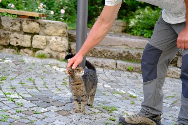 man affectionately strokes young cat of tabby color, concept of survival of maintenance of four-legged pets, abandoned animals in city, sterilization and treatment of cats, pet shelters