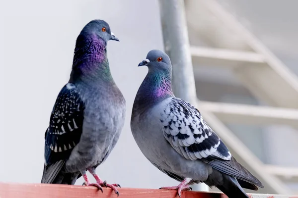 couple of birds in love, family Feral pigeons, Columba livia domestica, street pigeons sits on structure, concept ornithology, fauna natural zones temperate of europe, nature protection