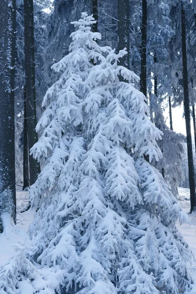 美丽的冬季风景 覆盖着白雪的冷杉树枝 大路漫漫 漫步在白森林里 为纪录片和故事片捕捉恶劣的天气 电视剧系列 — 图库照片