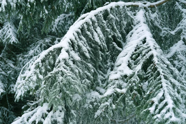 Όμορφο Χειμερινό Τοπίο Χιονισμένα Πράσινα Κλαδιά Από Έλατα Βαριά Χιονόπτωση — Φωτογραφία Αρχείου