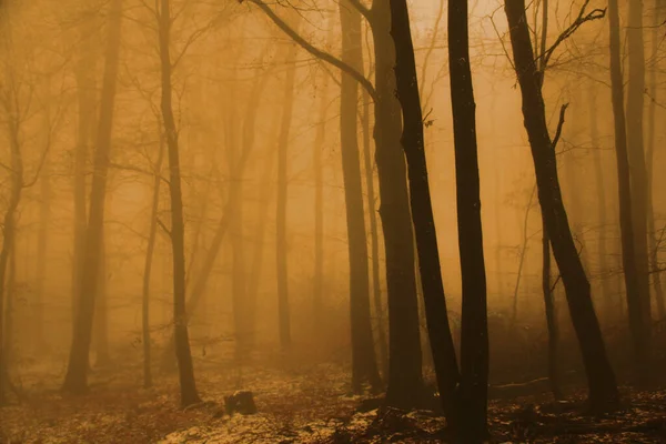 Verschwommenes Foto Einer Geheimnisvollen Gelben Nebellandschaft Wald Warmes Licht Erhellt Stockfoto