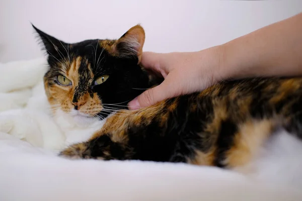 Zbliżenie Kobiet Ręce Pieszczotliwie Głaskanie Stary Brązowy Trójkolorowy Kot Domowy — Zdjęcie stockowe