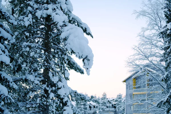 Χιόνι Καλύπτονται Αφράτα Έλατα Έλατο Στο Χιόνι Στη Λαπωνία Χειμερινό — Φωτογραφία Αρχείου