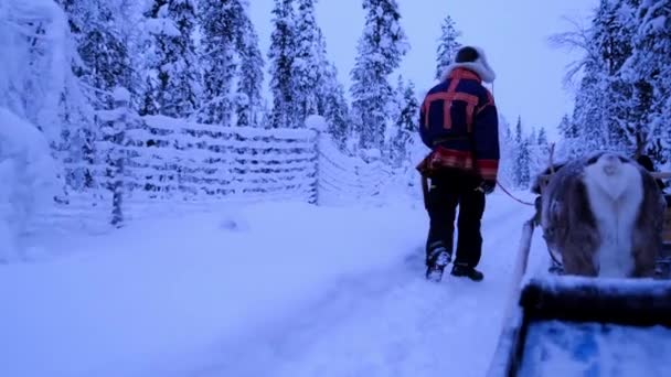 Traditionally Dressed Suomi Man Walks Next Sleigh Leads Cart Reindeer — Stock Video
