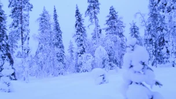 Traditionally Dressed Suomi Man Walks Next Sleigh Leads Cart Reindeer — Stock videók