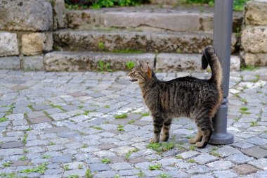 Metal direğe yaslanmış genç kedinin rengi, dört ayaklı hayvanların hayatta kalma kavramı, şehirde terk edilmiş hayvanlar, kedilerin kısırlaştırılması ve tedavi edilmesi, evcil hayvan barınakları.