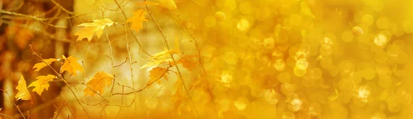 autumn season, long panoramic photo of blurred background, golden yellow leaves, good weather, natural, environmental concept, banner for designer for postcards, wallpapers, banner with blurry bokeh