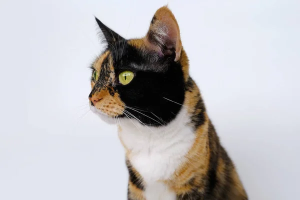 Adult Dark Tricolor Domestic Female Cat Close White Background Looks — 스톡 사진