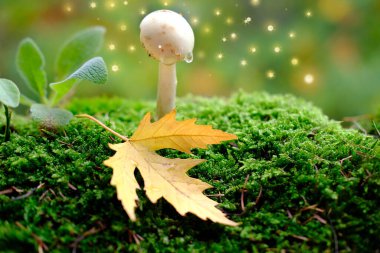 Tüylü yeşil yosun, Amanita falloides, sonbahar yaprakları, arka planda güzel bulanık doğal manzara, orman havası, yaprak düşüşü