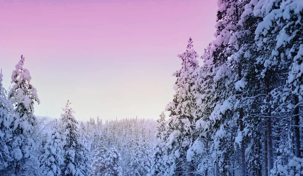 Snow Covered Fluffy Fir Trees Spruce Snow Lapland Winter Forest — Fotografia de Stock