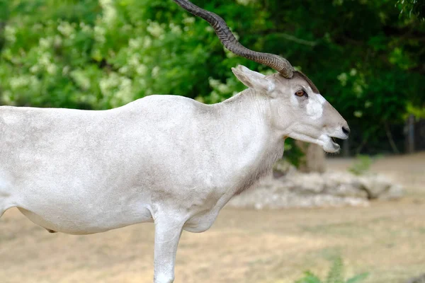 White Addaxili Antelope Mendeschild Also Known Screwhorn Antelope Nature Reserve — 图库照片