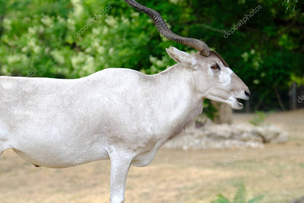 White Addaxili antelope mendeschild, also known as screwhorn antelope