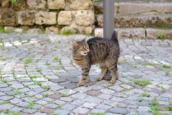 young cat of tabby color nestled against metal pole, concept of survival of maintenance of four-legged pets, abandoned animals in city, sterilization and treatment of cats, pet shelters