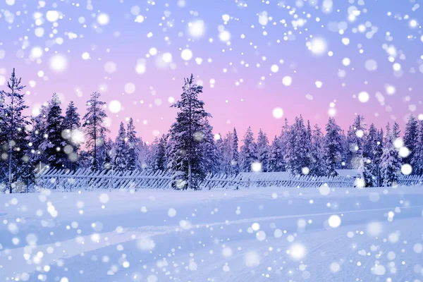 Beautiful Winter Landscape Polar Night Snowfall Forest Fluffy White Snowflakes — Foto Stock