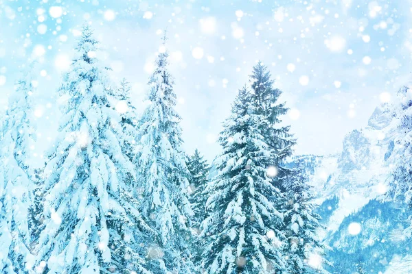 Beautiful Winter Landscape Snow Covered Fluffy Fir Trees Snowfall Mountains — Stock Photo, Image