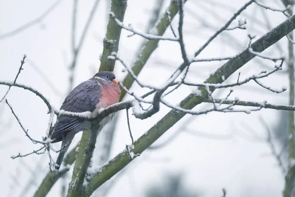 wild wood pigeon, Columba palumbus sitting in forest on on snow-covered branches in winter, concept ornithology, birds of Germany, fauna natural zones temperate zone of europe, nature protection