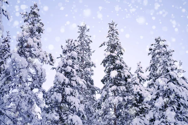 Snow Covered Fluffy Fir Trees Spruce Snow Beautiful Winter Landscape — 图库照片