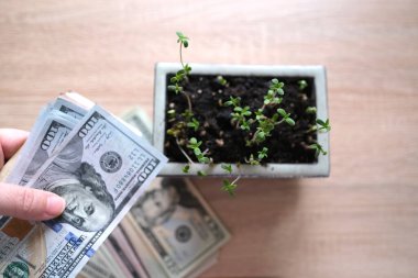 Kağıt para, çiçeğin yanındaki kadın ellerine dolar, kenevir tohumları, toprakta marihuana, evde büyüyen yasaklı maddeler, uyuşturucunun yasallaştırılması, uyuşturucu ticareti