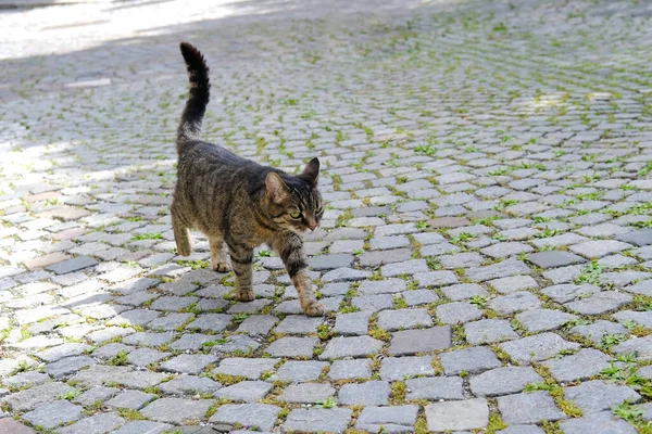 Adult Young Homeless Stray Cat Whiskas Color Walks Outdoor Ancient — Fotografia de Stock