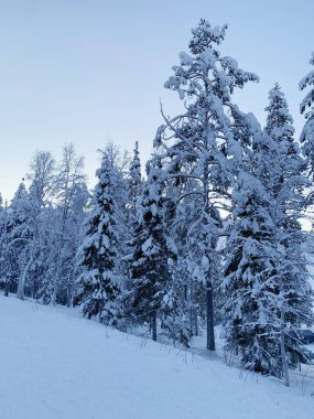 Güzel kış manzarası, kısa kutup günü, ormanda kar yağışı, yumuşak beyaz kar taneleri yere düşüyor, kozalaklı ağaçlara, mevsimsel hava değişimi konsepti, kış geldi, Laponya 'nın doğası,