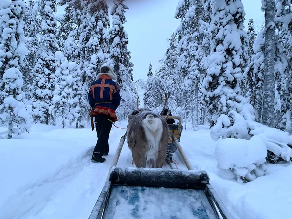 Sarki Nap Tundrán Finn Férfi Suomi Nemzeti Ruhájában Vezet Rénszarvast — Stock Fotó