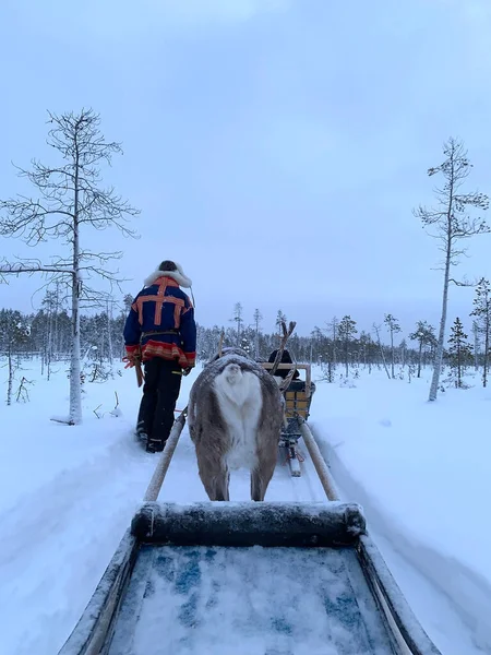 Dzień Polarny Tundrze Finlander Człowiek Sukni Suomi Prowadzi Reniferów Zaprzęgniętych — Zdjęcie stockowe