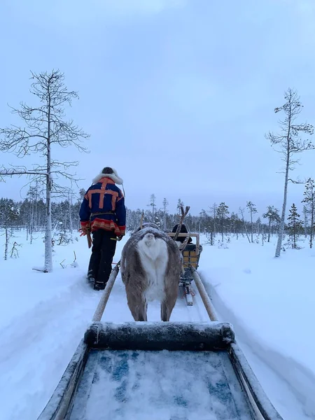 Día Polar Tundra Finlander Hombre Vestido Nacional Suomi Lleva Renos —  Fotos de Stock