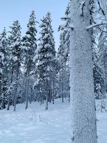 Piękny Zimowy Krajobraz Krótki Dzień Polarny Opady Śniegu Lesie Puszyste — Zdjęcie stockowe