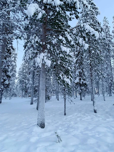 美丽的冬季风景 短暂的极天 森林里的降雪 蓬松的白色雪花落在地上 在针叶树上 季节变化的气候观念 冬天已经来临 拉普兰的自然 — 图库照片