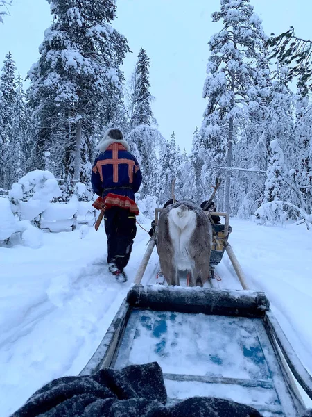 Dzień Polarny Tundrze Finlander Człowiek Sukni Suomi Prowadzi Reniferów Zaprzęgniętych — Zdjęcie stockowe