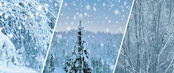 Beautiful Winter Landscape Polar Night Snowfall Forest Fluffy White Snowflakes — Photo