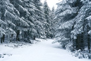 beautiful winter landscape, snow-covered green branches of fir trees, heavy snowfall, walks in white forest, Capturing severe weather for Documentary and Feature Films, Drama Series