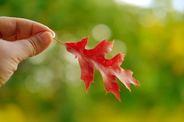 女性の手で赤オークの葉 背景に美しいぼやけた自然の風景 植物との相互作用 居心地の良い秋のムードのコンセプト 自然保護 デザイナーのための空白の — ストック写真