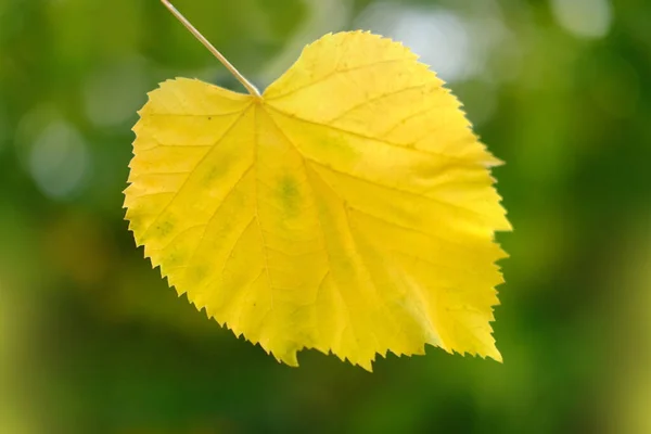 Geel Blad Mooi Wazig Natuurlijk Landschap Achtergrond Interactie Met Planten — Stockfoto