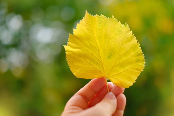 女性の手で黄色の葉 背景に美しいぼやけた自然の風景 植物との相互作用 居心地の良い秋の気分のコンセプト 自然保護 デザイナーのための空白の — ストック写真
