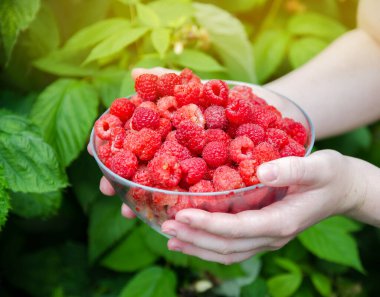 Çiftçinin elinde taze toplanmış büyük ahududu. Yaz hasadı. Ahududu hasadı. Sağlıklı meyveler. Seçici odak