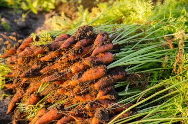 Güneşli bir günde taze toplanmış havuç yığını sahada yatıyor. Organik sebze hasadı. Çiftçilik ve tarım. Mevsimlik iş. Seçici odak